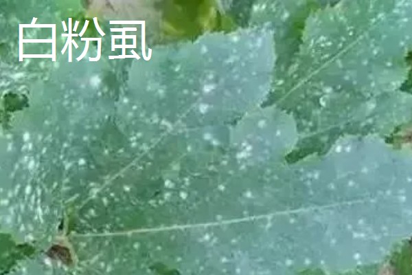 西葫芦怎么对花抹瓜和喷瓜,用雄花对准雌花的柱头轻轻涂抹