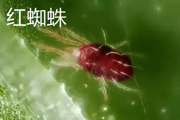 西葫芦怎么对花抹瓜和喷瓜,用雄花对准雌花的柱头轻轻涂抹