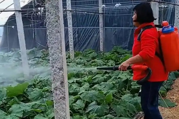 西葫芦怎么对花抹瓜和喷瓜,用雄花对准雌花的柱头轻轻涂抹