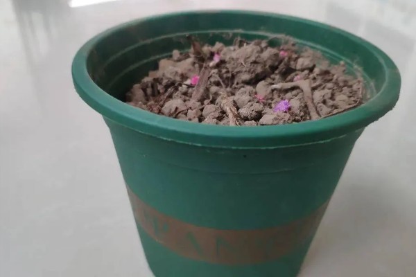 君子兰出花剑要注意什么,把温度保持在15-20℃有助于花朵生长