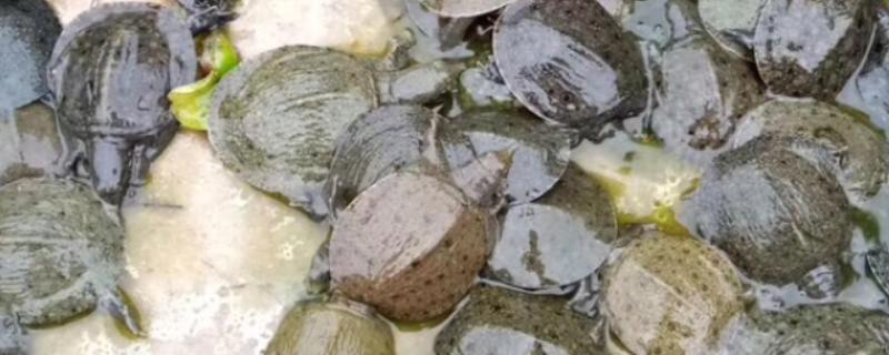 甲鱼幼苗至成年所需时间，取决于生活地区和环境