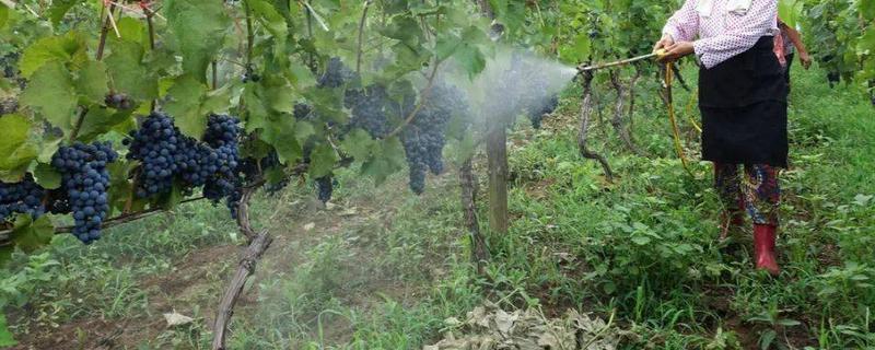 怎么使用植物细胞分裂素，使用方法包括叶面喷施、根部冲施、局部点涂