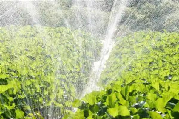 怎么使用植物细胞分裂素，使用方法包括叶面喷施、根部冲施、局部点涂