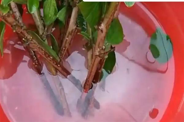 怎么使用植物细胞分裂素，使用方法包括叶面喷施、根部冲施、局部点涂