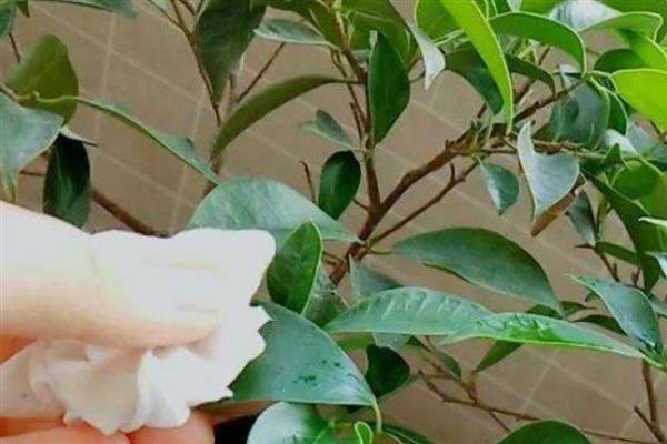 怎么使用植物细胞分裂素，使用方法包括叶面喷施、根部冲施、局部点涂