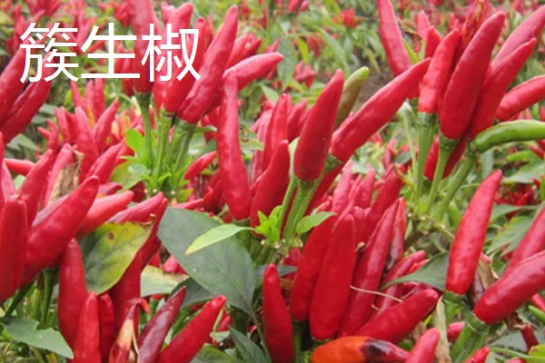 辣椒进入中国的时间，明朝末年才进入中国