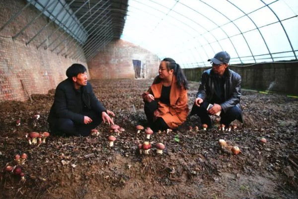 三九菇可以人工种植吗，种植时要对基土消毒