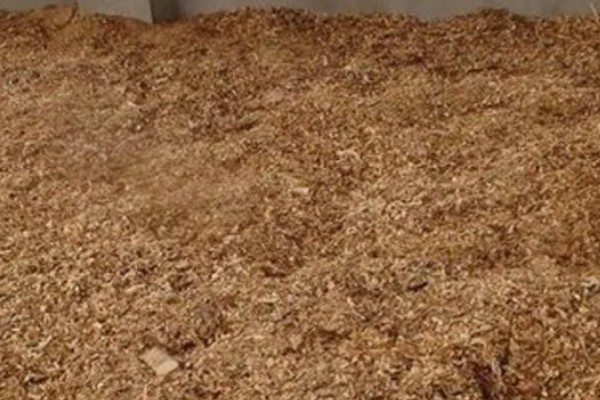 三九菇可以人工种植吗，种植时要对基土消毒