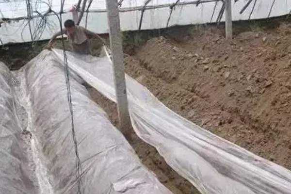 三九菇可以人工种植吗，种植时要对基土消毒