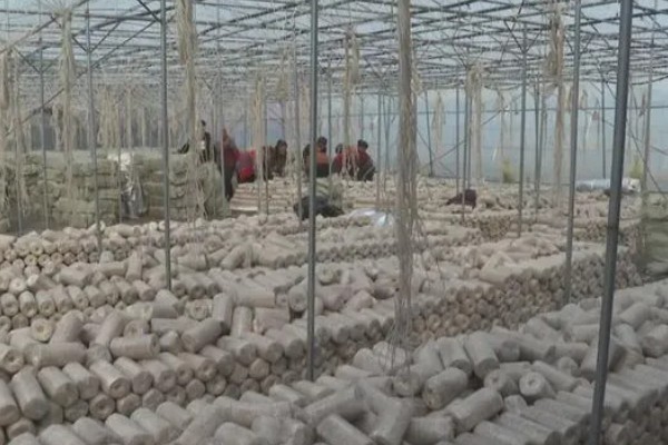 三九菇可以人工种植吗，种植时要对基土消毒