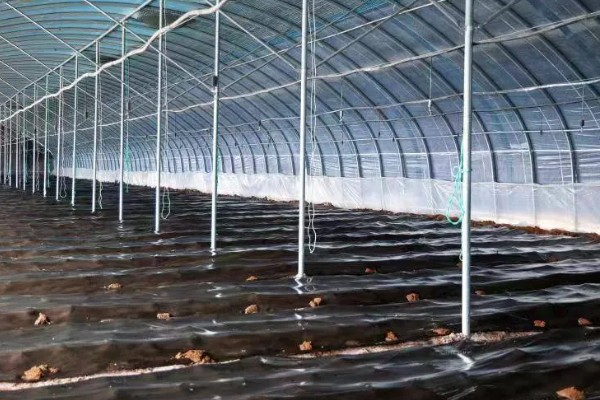三九菇可以人工种植吗，种植时要对基土消毒