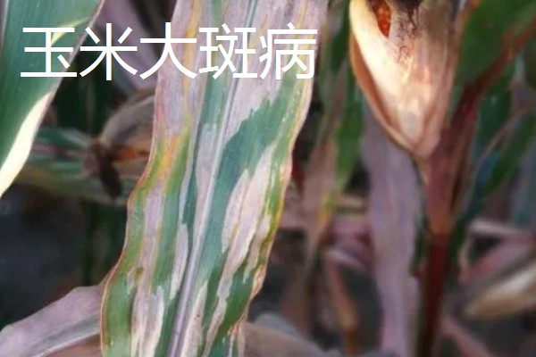 防治玉米枯叶的方法,根据病害类型喷施对应药物