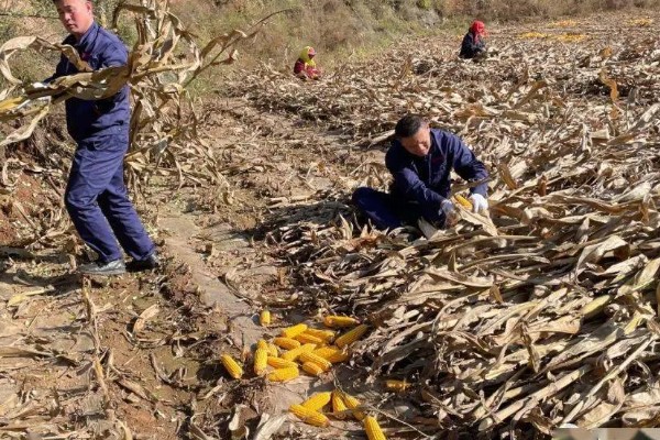 防治玉米枯叶的方法,根据病害类型喷施对应药物