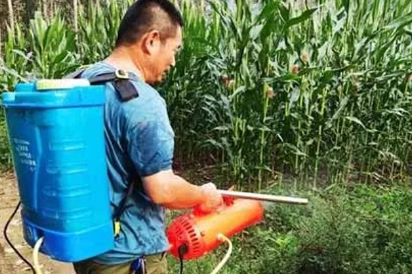 防治玉米枯叶的方法,根据病害类型喷施对应药物