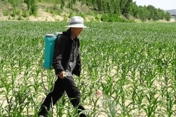 防治玉米枯叶的方法,根据病害类型喷施对应药物