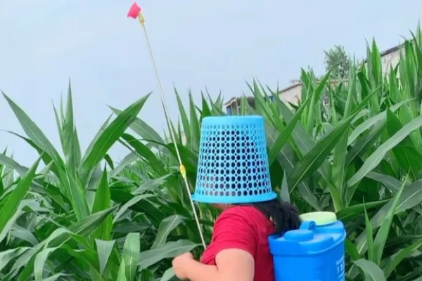 防治玉米枯叶的方法,根据病害类型喷施对应药物