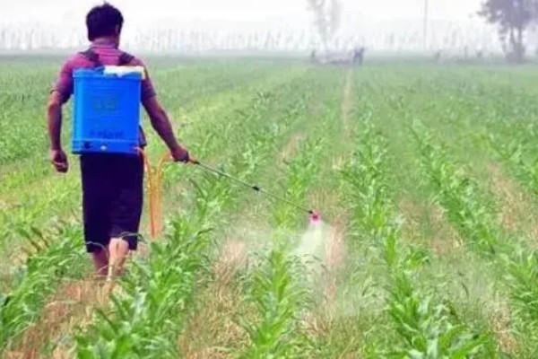 防治玉米枯叶的方法,根据病害类型喷施对应药物