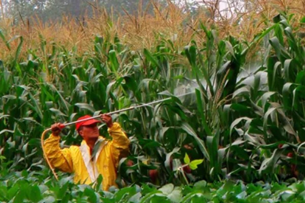 防治玉米枯叶的方法,根据病害类型喷施对应药物