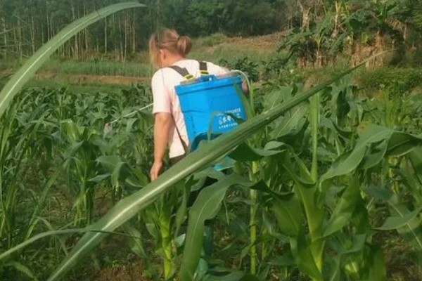 防治玉米枯叶的方法,根据病害类型喷施对应药物