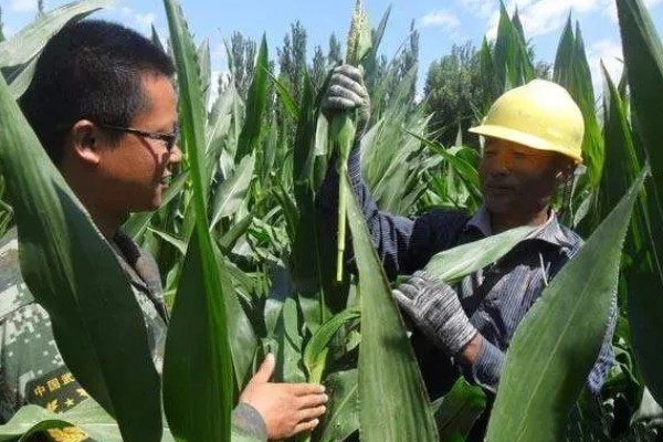 防治玉米枯叶的方法,根据病害类型喷施对应药物