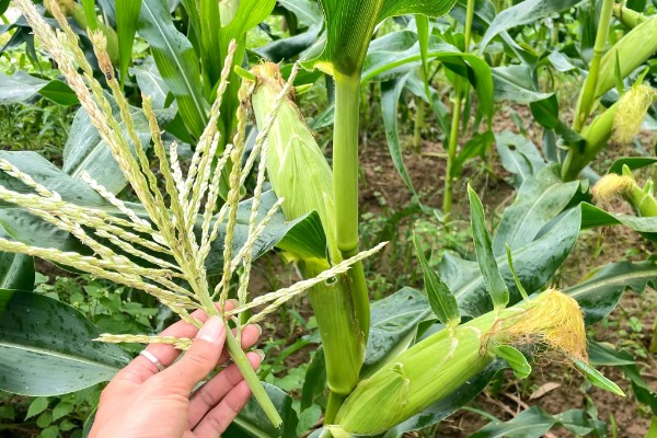 防治玉米枯叶的方法,根据病害类型喷施对应药物