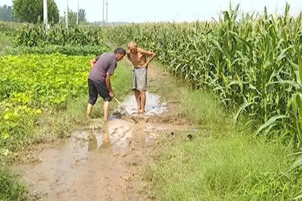 防治玉米枯叶的方法,根据病害类型喷施对应药物