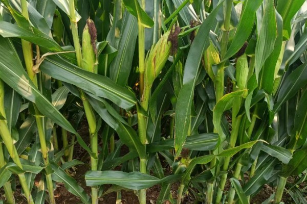 防治玉米枯叶的方法,根据病害类型喷施对应药物