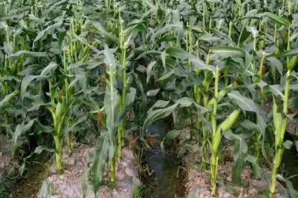 防治玉米枯叶的方法,根据病害类型喷施对应药物