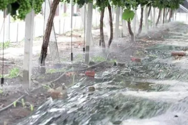 葡萄的管理方法，每隔3天浇一次水