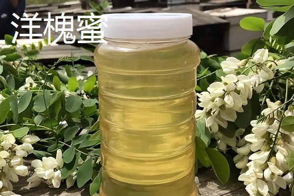 洋槐蜜和槐花蜜有什么区别,只是同一种蜂蜜的不同叫法
