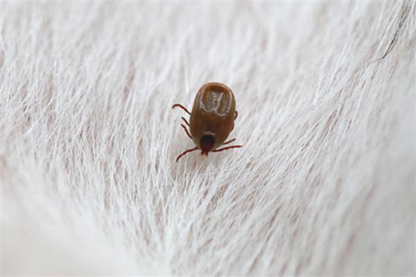 怎么避免蜱虫爬身上,可在身上涂抹维生素B1粉末