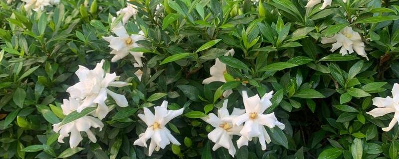 小叶栀子花的浇水方法，夏季每隔1-2天浇一次