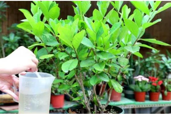 小叶栀子花的浇水方法，夏季每隔1-2天浇一次