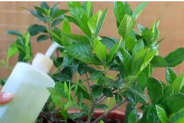 小叶栀子花的浇水方法，夏季每隔1-2天浇一次