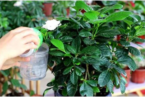 小叶栀子花的浇水方法，夏季每隔1-2天浇一次