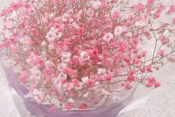 粉色满天星有什么花语，代表浪漫的爱、无尽思念等含义