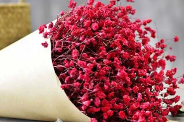 粉色满天星有什么花语，代表浪漫的爱、无尽思念等含义
