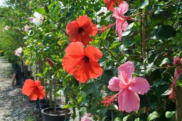 夏天如何养殖木槿花，每隔1-2天浇一次水