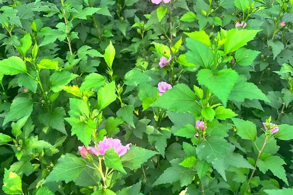 夏天如何养殖木槿花，每隔1-2天浇一次水