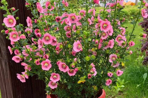 夏天如何养殖木槿花，每隔1-2天浇一次水