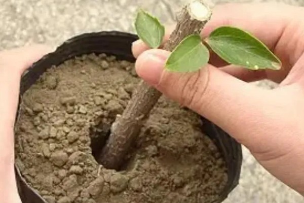 新移栽的玉兰树要不要剪枝,剪除多余的枝条可以节省养分