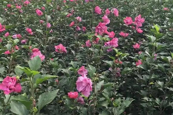 夏天如何养殖木槿花，每隔1-2天浇一次水