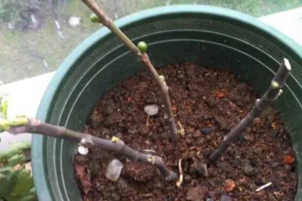 新移栽的玉兰树要不要剪枝,剪除多余的枝条可以节省养分