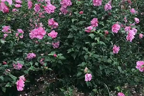 夏天如何养殖木槿花，每隔1-2天浇一次水