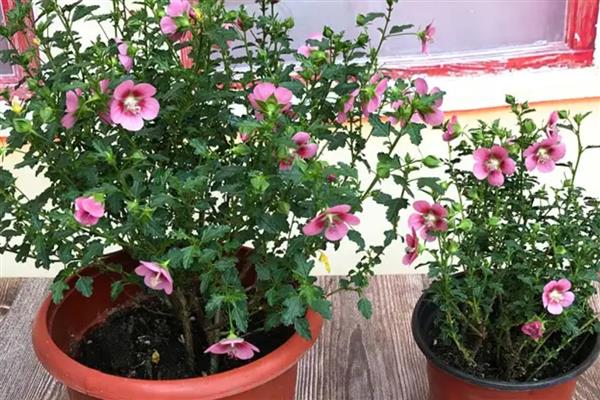 夏天如何养殖木槿花，每隔1-2天浇一次水