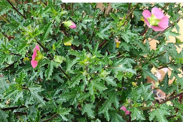 夏天如何养殖木槿花，每隔1-2天浇一次水