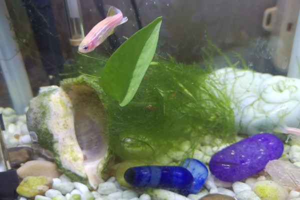 让鱼缸长绿苔的方法,提供光照并确保营养充足
