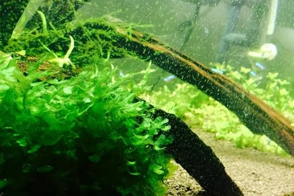 让鱼缸长绿苔的方法,提供光照并确保营养充足