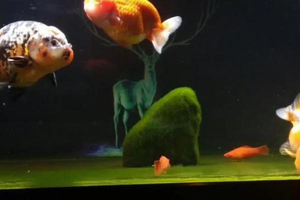 让鱼缸长绿苔的方法,提供光照并确保营养充足