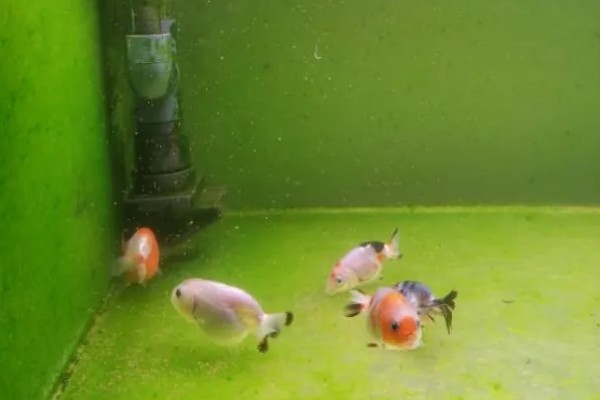让鱼缸长绿苔的方法,提供光照并确保营养充足